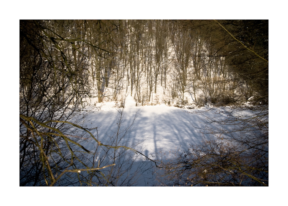 Winterwald. Letztes Jahr.