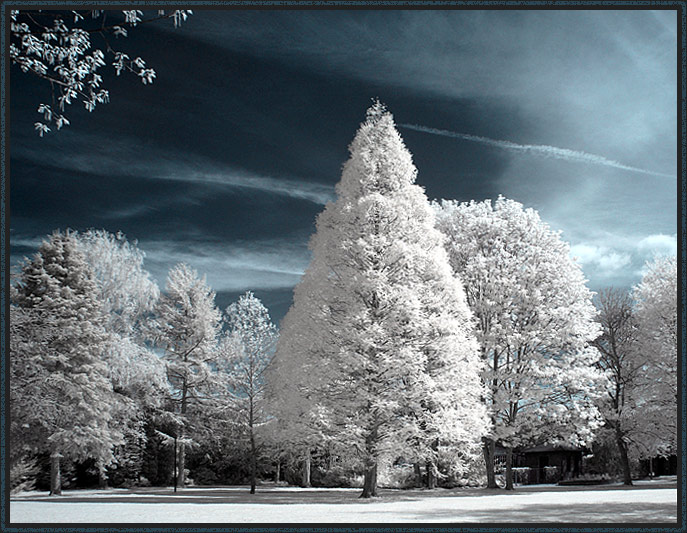 Winterwald - Märchenwald im Mai