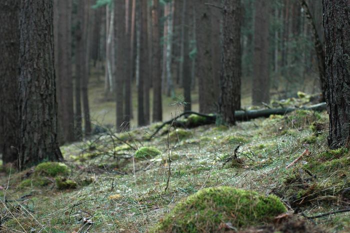 Winterwald mal ohne Schnee