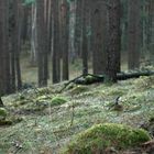 Winterwald mal ohne Schnee