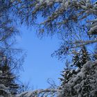 Winterwald mit blue sky