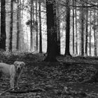 Winterwald mit Hund