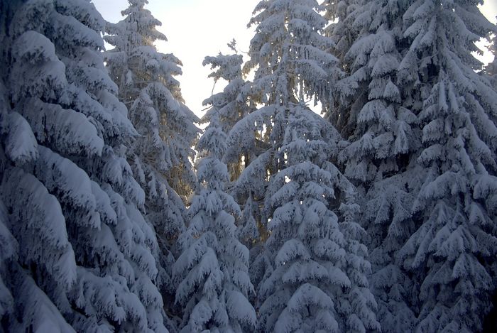 Winterwald mit Morgensonne