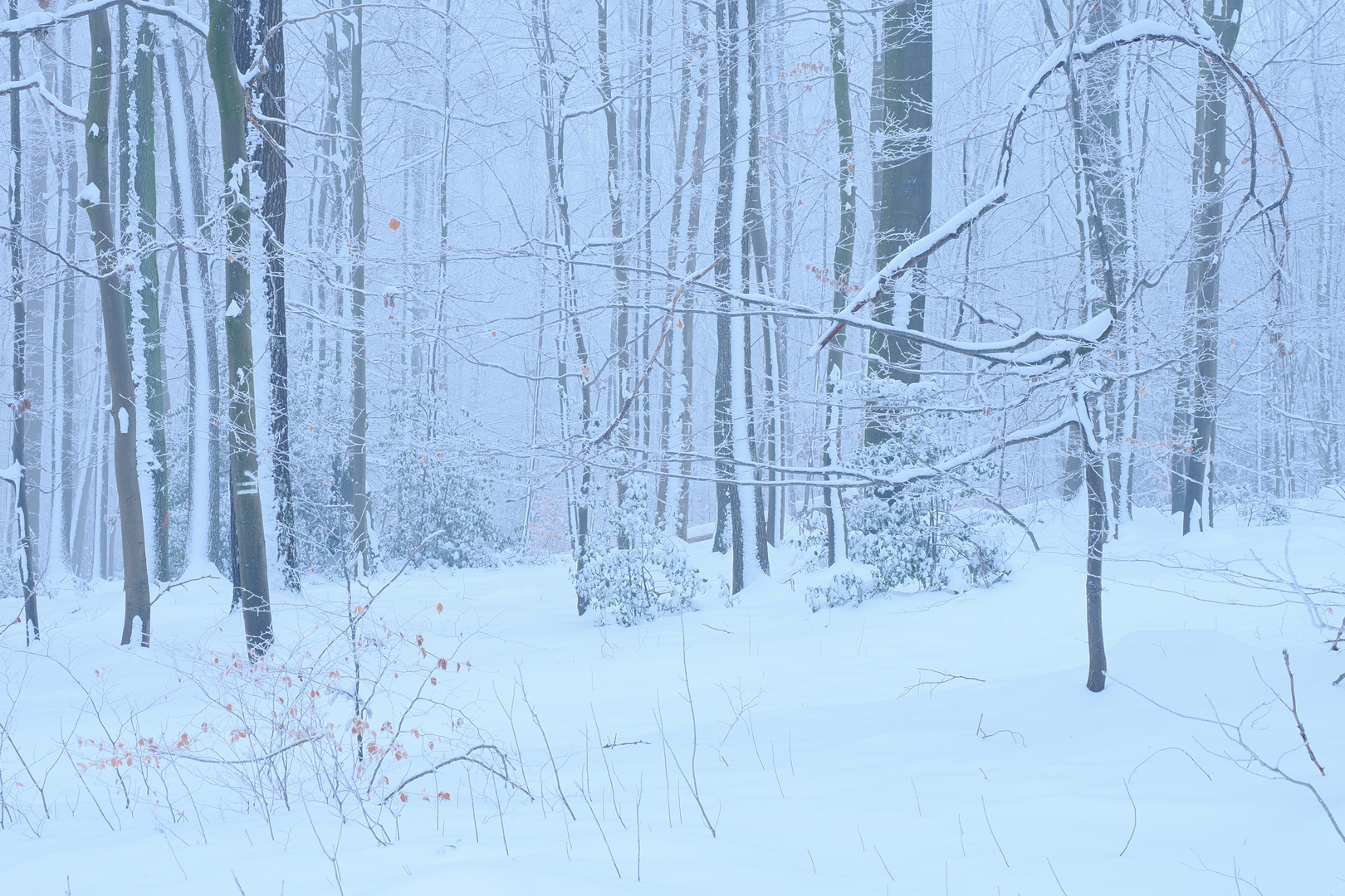 Winterwald mit Nebel