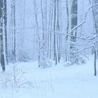 Winterwald mit Nebel