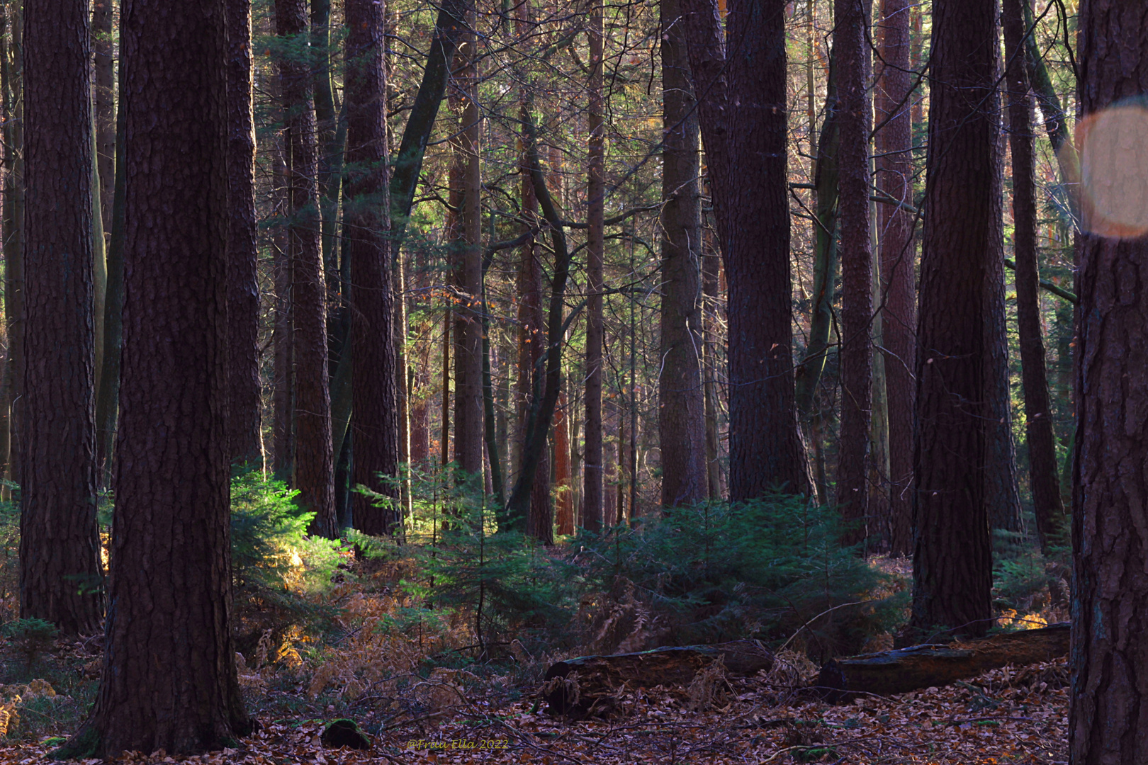 Winterwald mit Restherbst