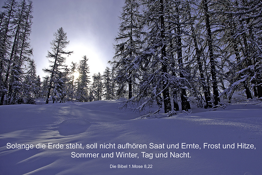 Winterwald mit Sonne