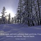 Winterwald mit Sonne