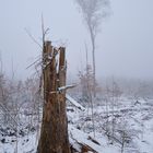 Winterwald nach dem Borkenkäfer