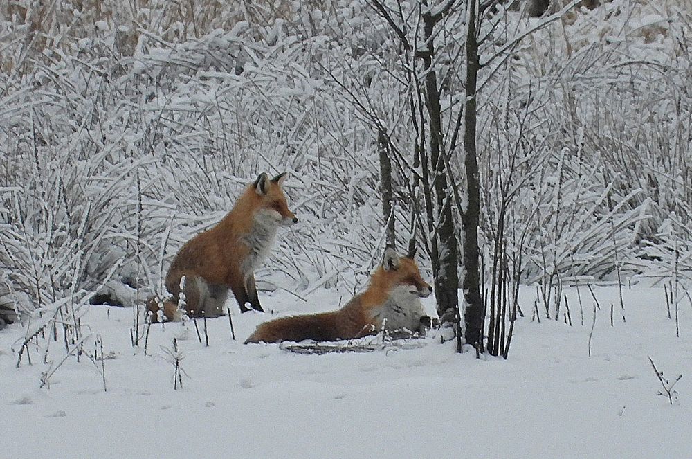 Winterwald-Natur-Idylle