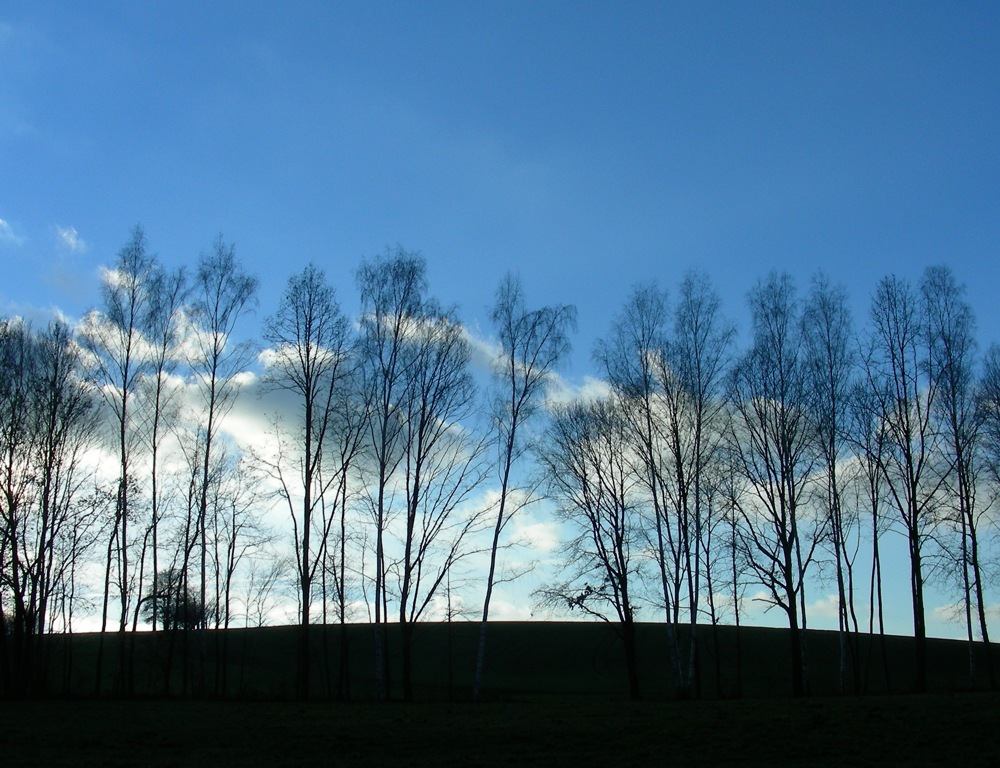 Winterwald ohne Schnee