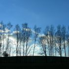 Winterwald ohne Schnee