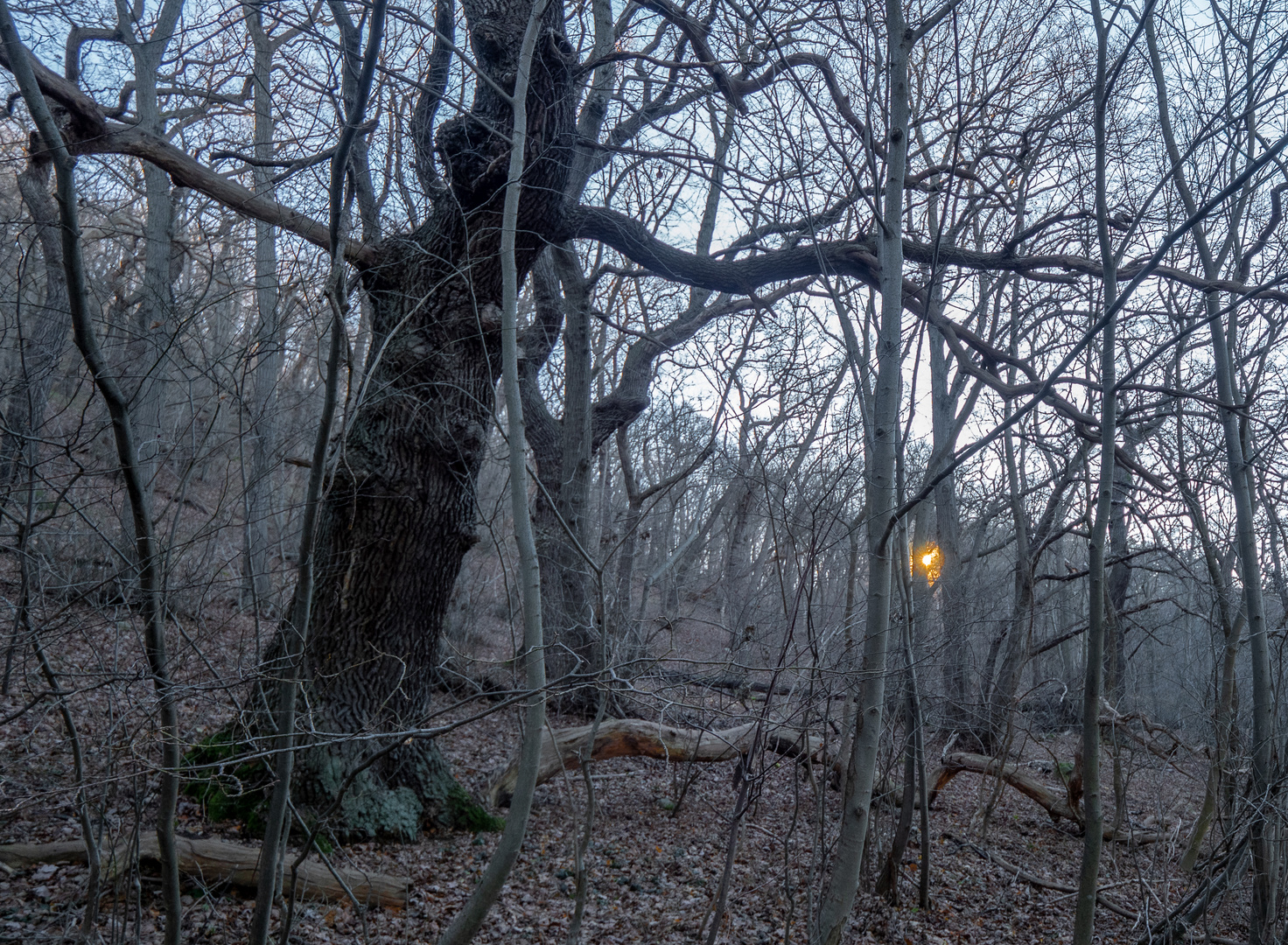 Winterwald ohne Schnee