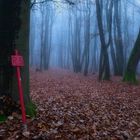 Winterwald ohne Schnee