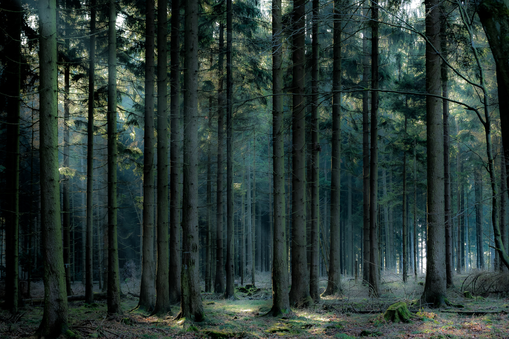 Winterwald ohne Schnee