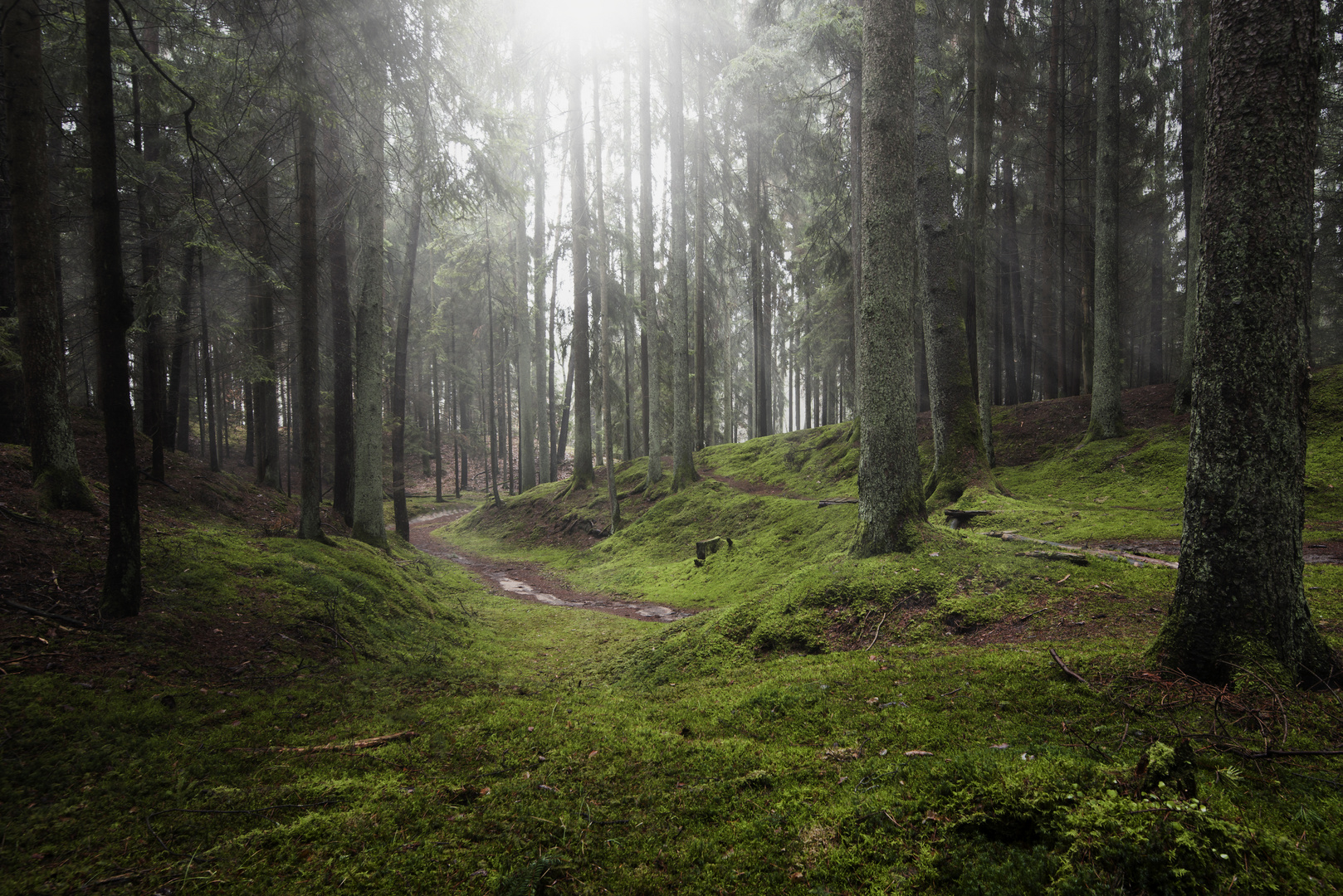 Winterwald ohne Winter