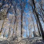 Winterwald, Schauinsland