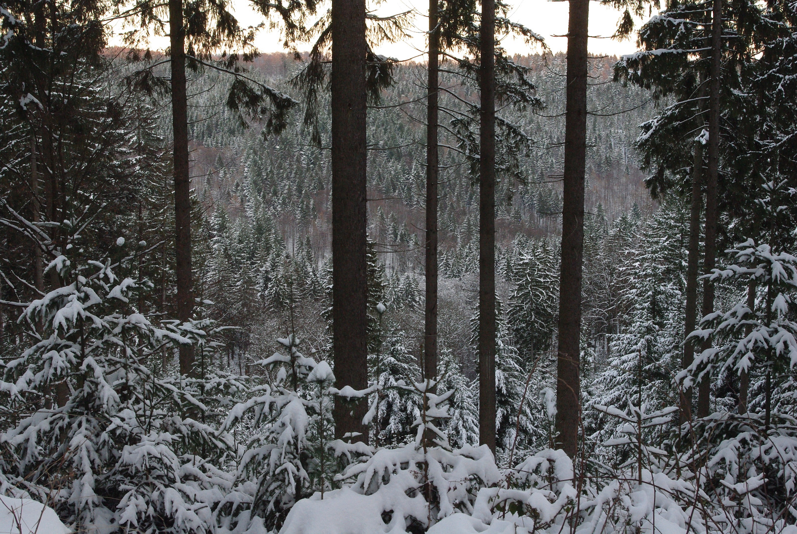 Winterwald soweit man schaut