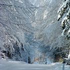 Winterwald südlich von München