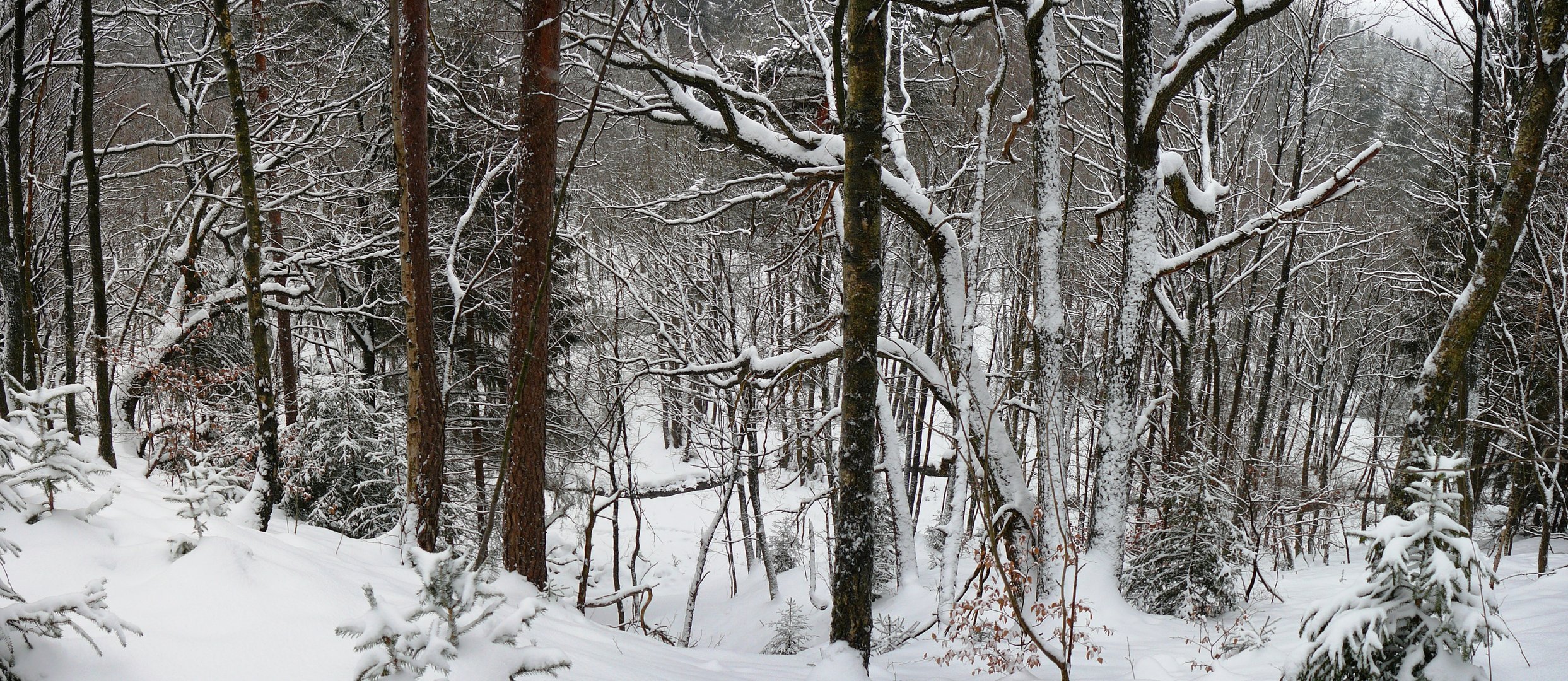 Winterwald - und man sieht gar nicht, dass es steil nach unten geht...