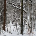 Winterwald - und man sieht gar nicht, dass es steil nach unten geht...