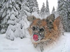 Winterwald und Rotzunge