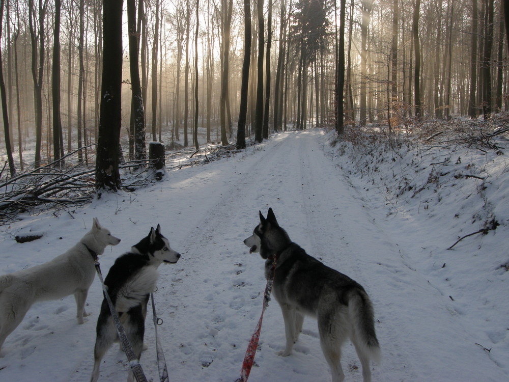 Winterwald und Winterhund