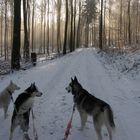 Winterwald und Winterhund