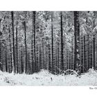 Winterwald VI