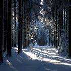 Winterwald VI