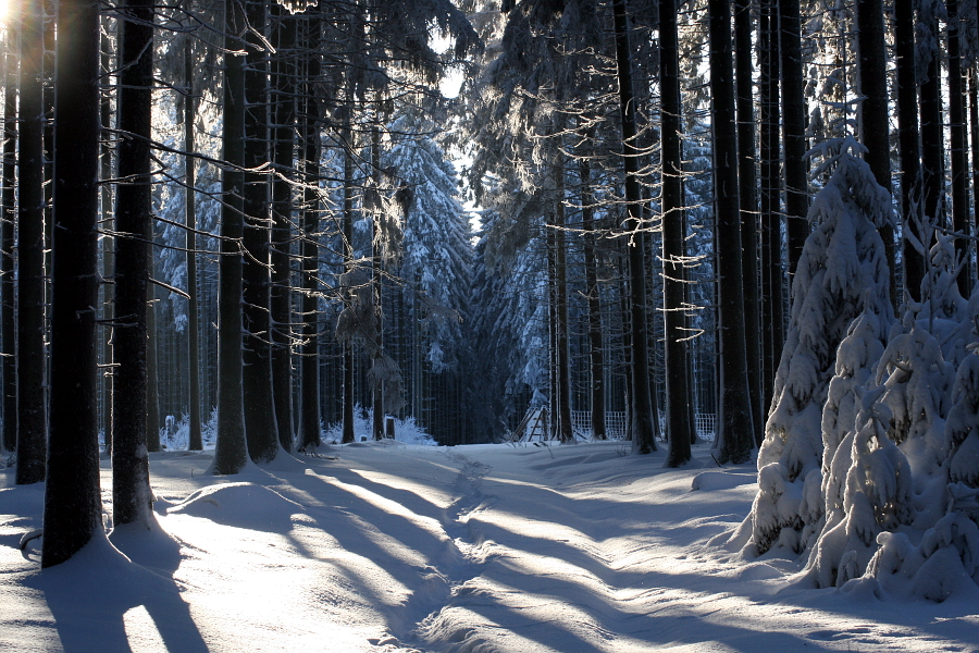 Winterwald VII