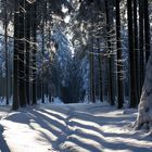 Winterwald VII