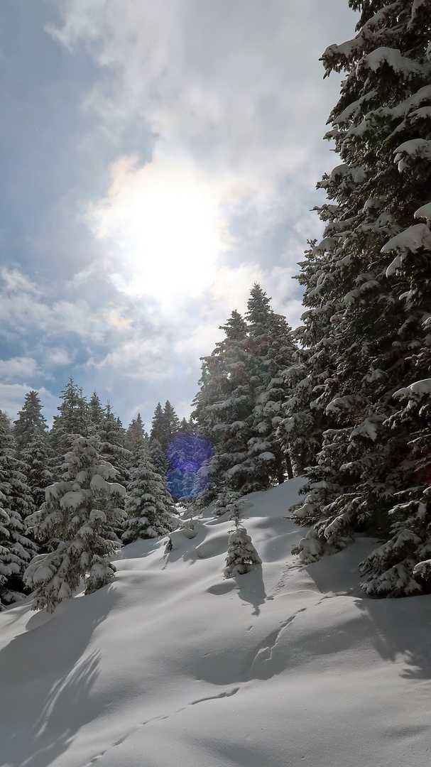 Winterwald zum Frühlingsanfang !