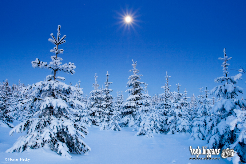 Winterwald zur Blauen Stunde