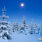 Winterwald zur Blauen Stunde