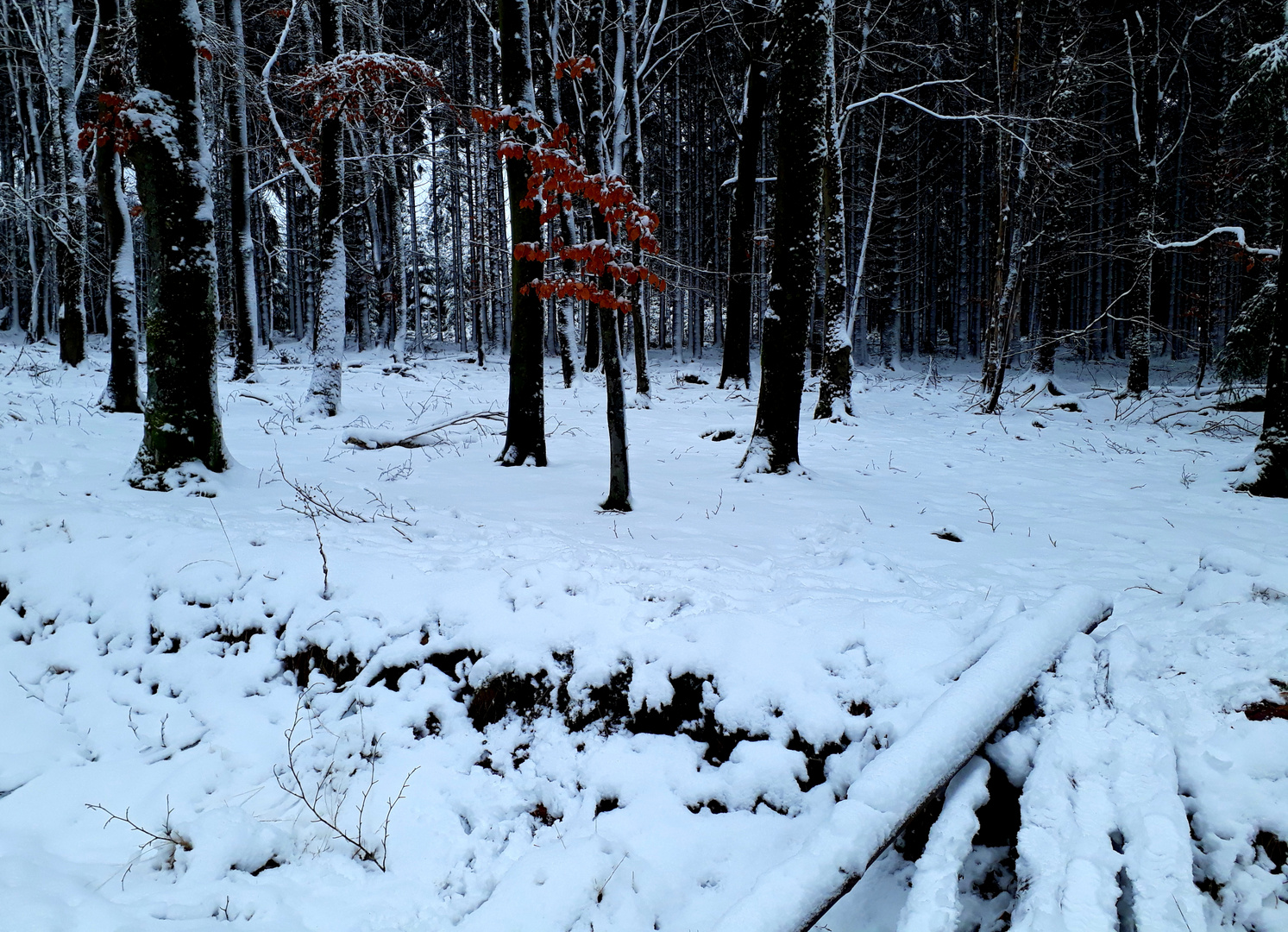 Winterwald zur Jahreswende