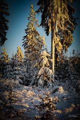 Winterwald_01