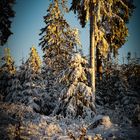 Winterwald_01