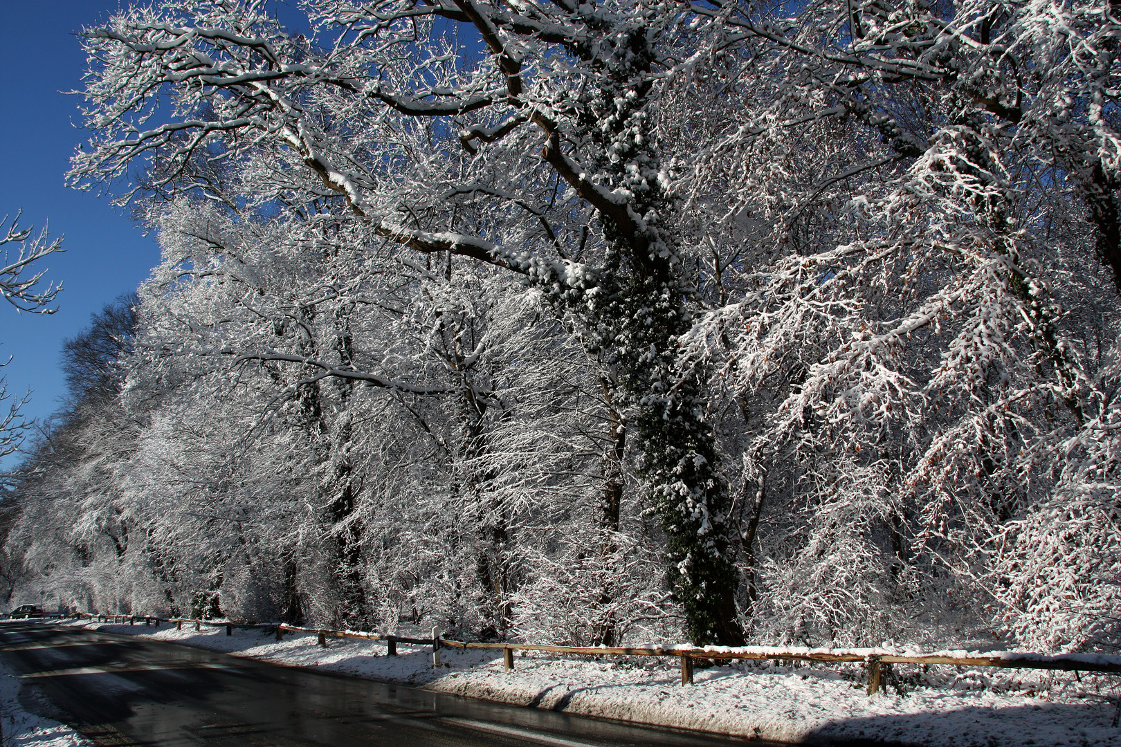 Winterwald_01