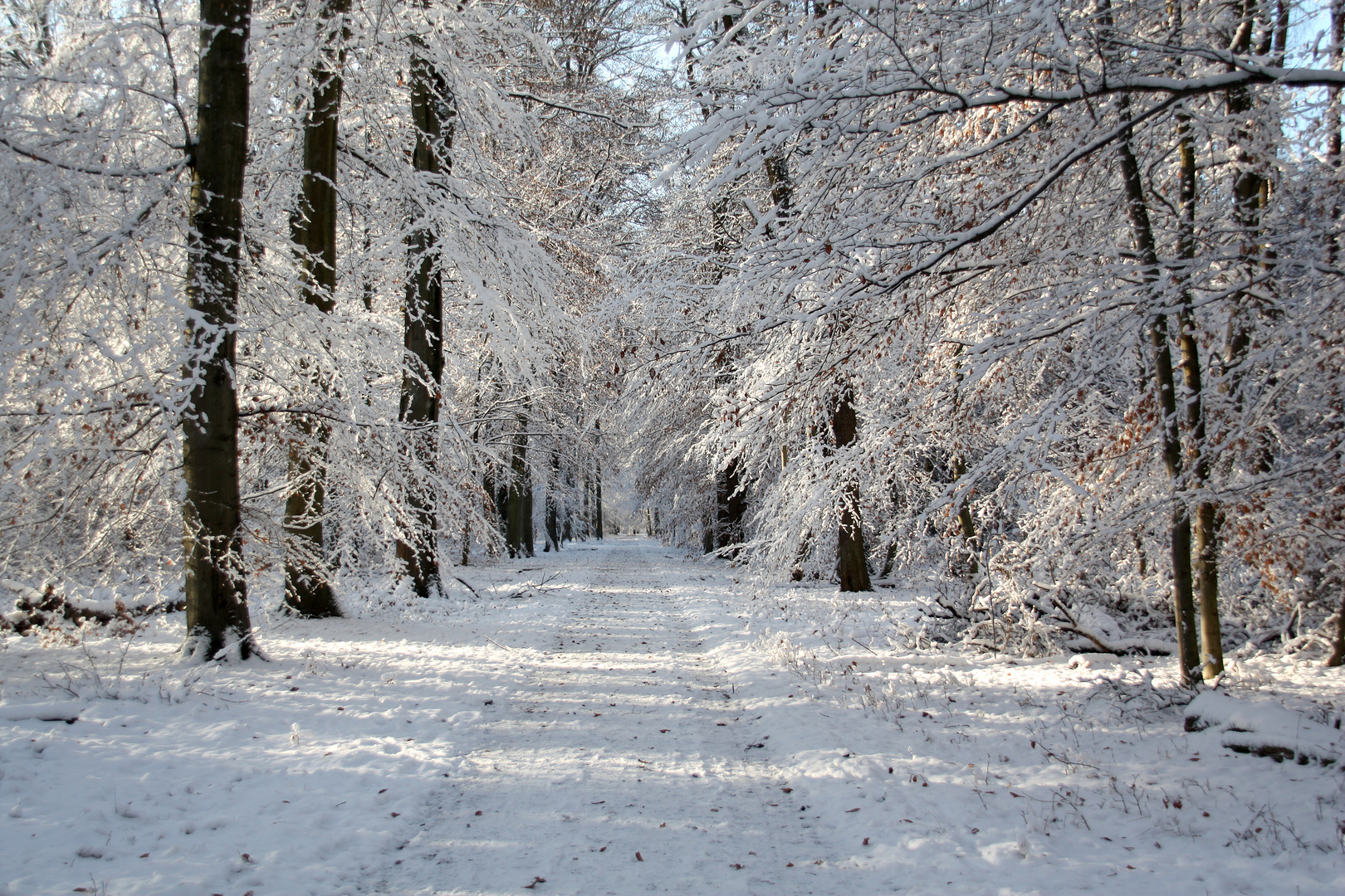 Winterwald_02