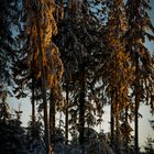 Winterwald_03