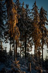 Winterwald_03