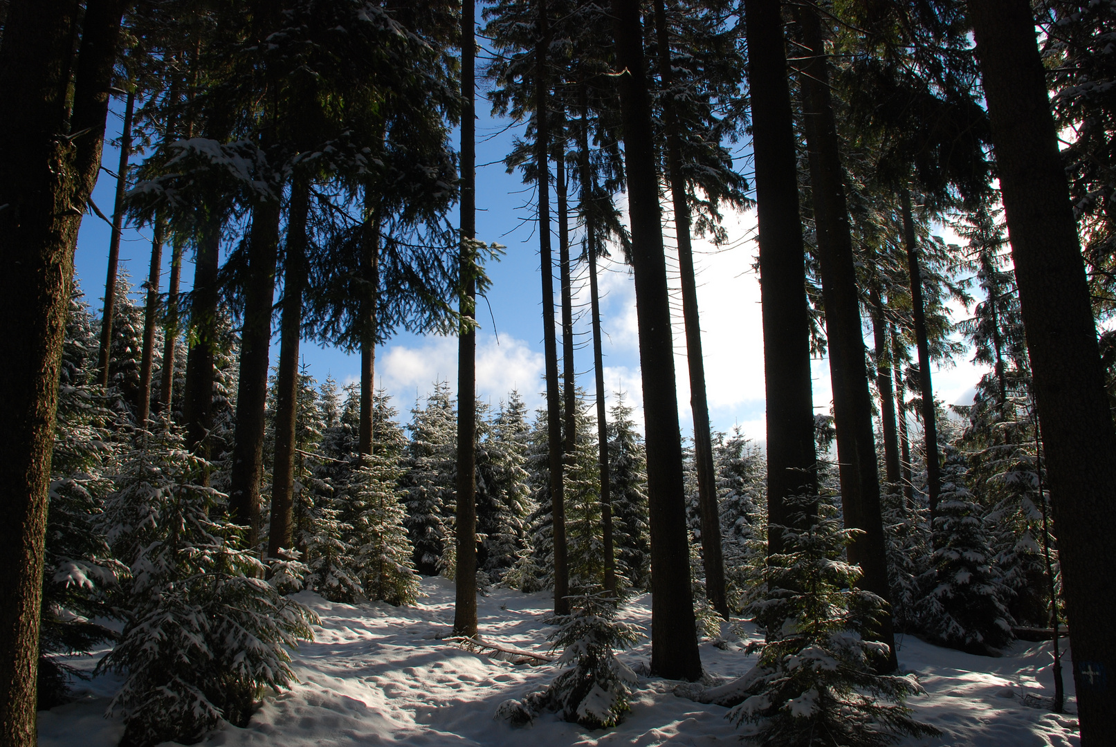 Winterwald1