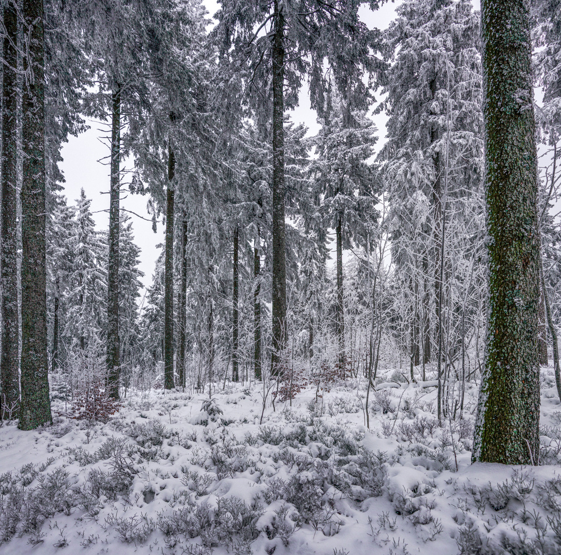 Winterwald1