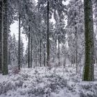 Winterwald1