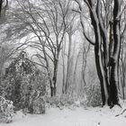 Winterwald1