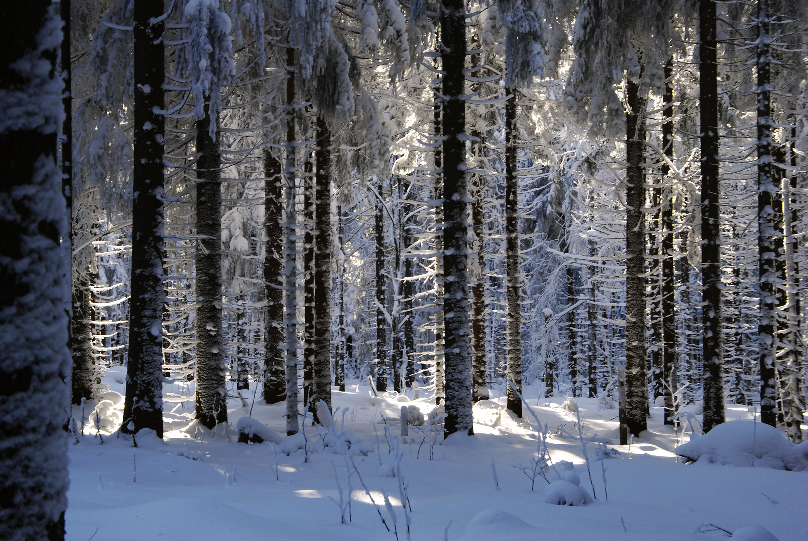 Winterwald1