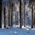 Winterwald1