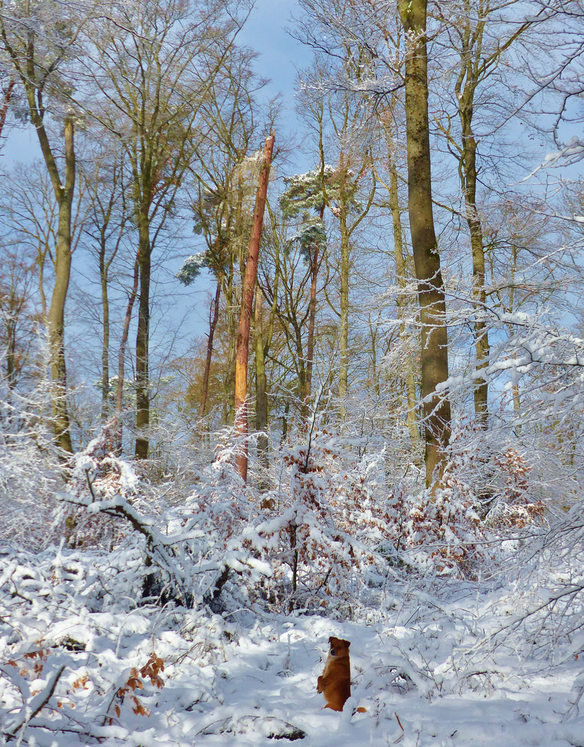 Winterwald_11.03.2019_02