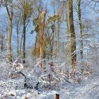 Winterwald_11.03.2019_02